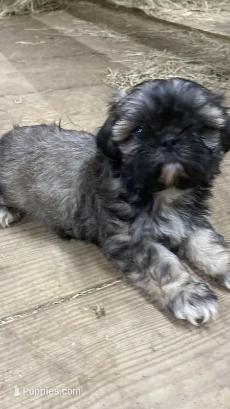 Ostia , a female Shih Tzu for sale in Fort Worth, TX – Photo 1 of 1