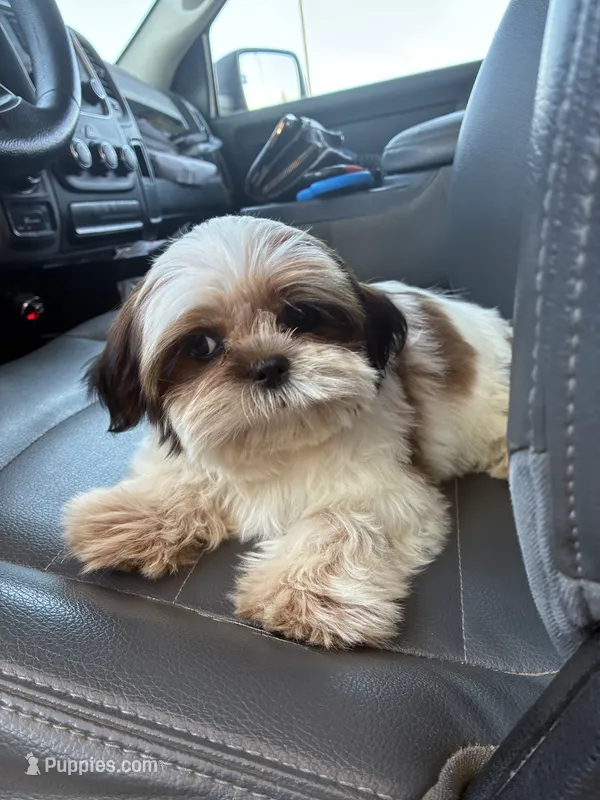 Sirenita – Shih Tzu puppy for sale in Fort Worth, TX