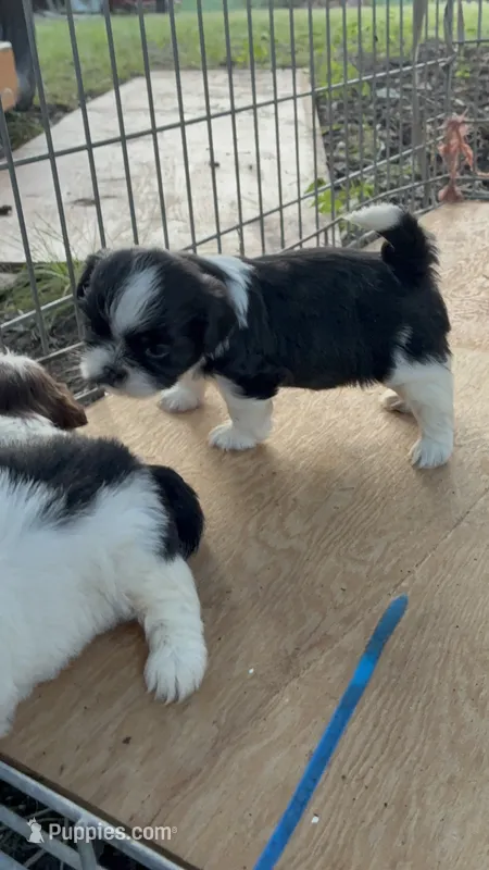Roy  – Shih Tzu puppy for sale in Fort Worth, TX