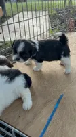 Roy , a male Shih Tzu for sale in Fort Worth, TX – 1 of 2