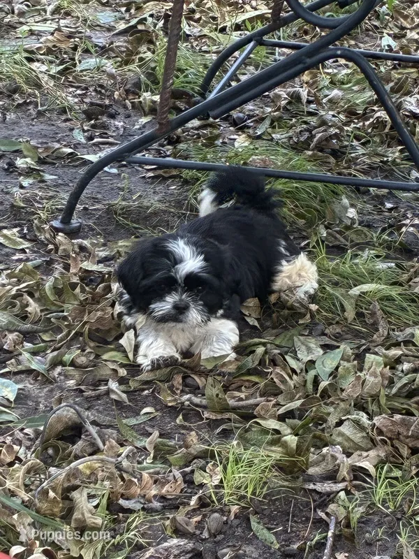 Bombón  – Shih Tzu puppy for sale in Fort Worth, TX