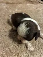 Axel, a male Shih Tzu for sale in Fort Worth, TX – 2 of 2