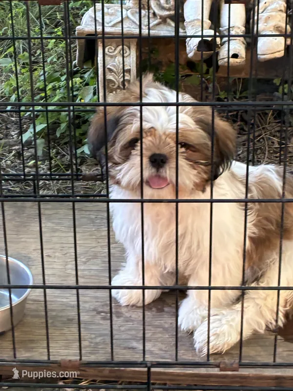 Toby – Shih Tzu puppy for sale in Fort Worth, TX