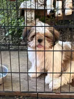 Toby, a  Shih Tzu for sale in Fort Worth, TX – 1 of 2