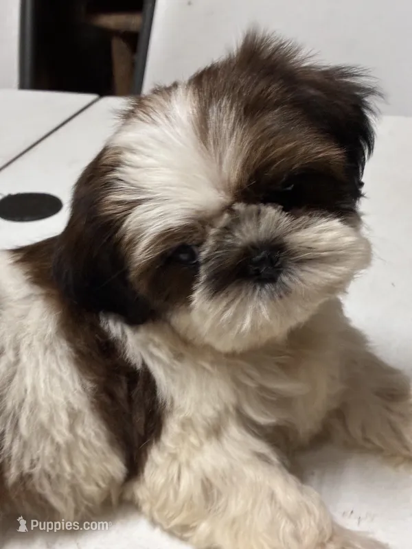 Peluche – Shih Tzu puppy for sale in Fort Worth, TX