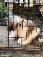 Toby, a  Shih Tzu for sale in Fort Worth, TX – 2 of 2