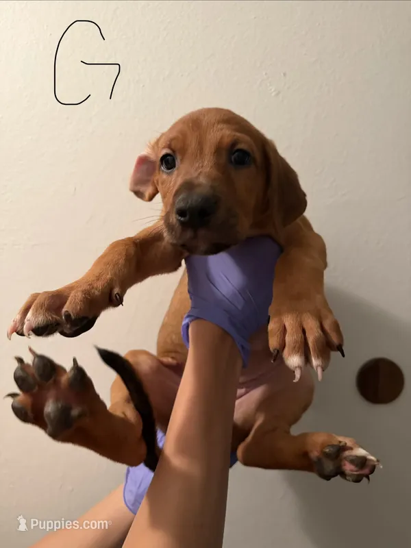 Rumi – Doberman Pinscher, American Pit Bull Terrier puppy for sale in Hemet, CA