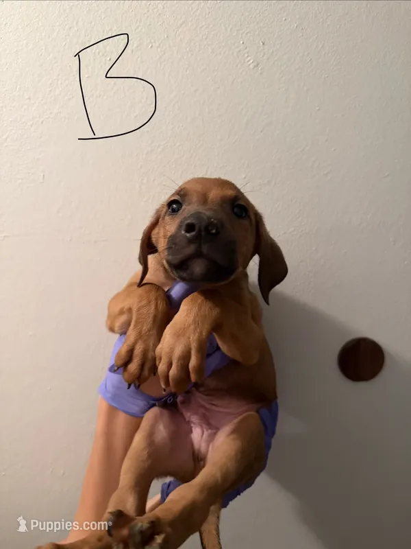 Bam Bam – Doberman Pinscher, American Pit Bull Terrier puppy for sale in Hemet, CA