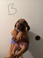 Bam Bam, a male Doberman Pinscher and American Pit Bull Terrier for sale in Hemet, CA – 1 of 2