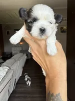 Grace blue eyed girl, a female Shih Tzu for sale in Winston-Salem, NC – 3 of 7