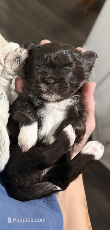 Coco Chanel – Shih Tzu puppy for sale in Winston-Salem, NC