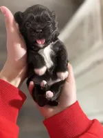 Darla , a female Shih Tzu for sale in Winston-Salem, NC – Photo 5 of 5