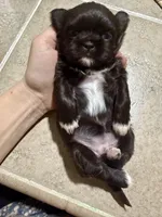 Darla , a female Shih Tzu for sale in Winston-Salem, NC – Photo 2 of 5