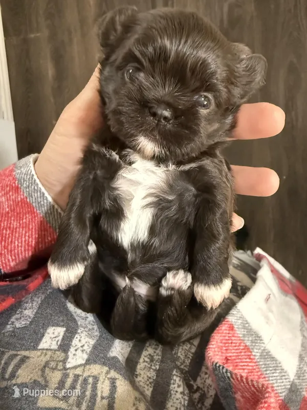 Darla , a female Shih Tzu for sale in Winston-Salem, NC – Photo 1 of 5