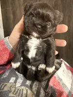 Darla , a female Shih Tzu for sale in Winston-Salem, NC – Photo 1 of 5