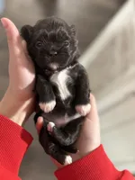 Darla , a female Shih Tzu for sale in Winston-Salem, NC – Photo 3 of 5