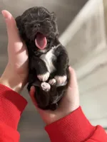 Darla , a female Shih Tzu for sale in Winston-Salem, NC – Photo 4 of 5