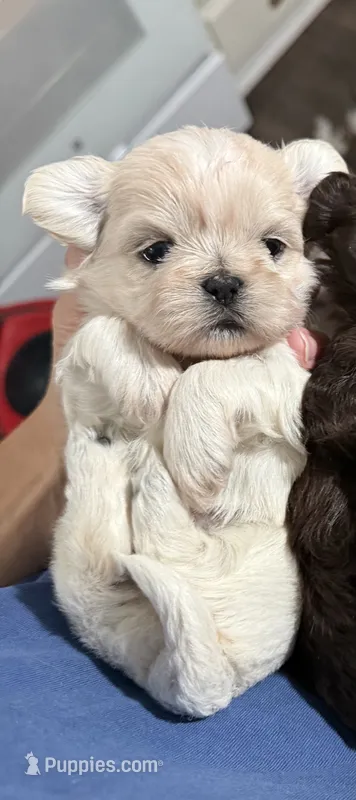 Tate  – Shih Tzu puppy for sale in Winston-Salem, NC