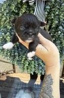 Coco Chanel, a female Shih Tzu for sale in Winston-Salem, NC – 2 of 3