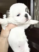 Grace one blue eye 1 brown girl , a female Shih Tzu for sale in Winston-Salem, NC – 4 of 5