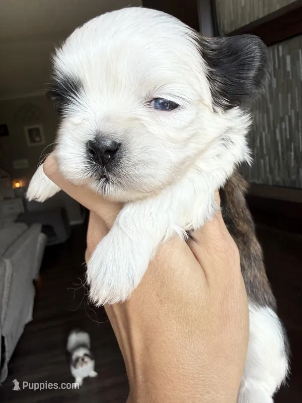 Grace blue eyed girl – Shih Tzu puppy for sale in Winston-Salem, NC