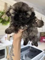 Tigger, a male Shih Tzu for sale in Winston-Salem, NC – Photo 1 of 2