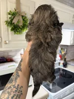 Tigger, a male Shih Tzu for sale in Winston-Salem, NC – Photo 2 of 2