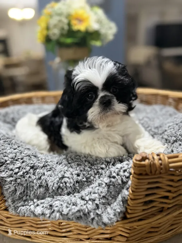 Koa, a male Shih Tzu for sale in Winston-Salem, NC – Photo 1 of 4