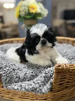 Koa, a male Shih Tzu for sale in Winston-Salem, NC – Photo 1 of 4