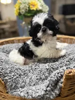 Koa, a male Shih Tzu for sale in Winston-Salem, NC – Photo 4 of 4