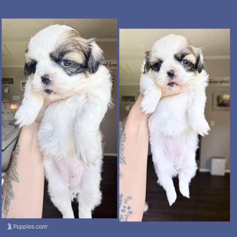 Sage  – Shih Tzu puppy for sale in Winston-Salem, NC