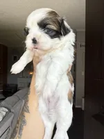 Sage , a female Shih Tzu for sale in Winston-Salem, NC – 2 of 5