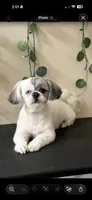 Grace one blue eye 1 brown girl , a female Shih Tzu for sale in Winston-Salem, NC – 5 of 5
