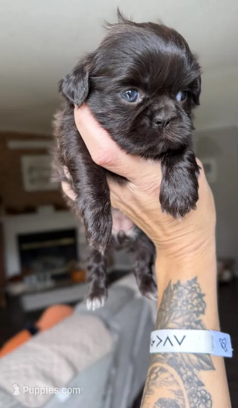 Godiva – Shih Tzu puppy for sale in Winston-Salem, NC