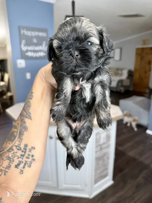 Bonbon – Shih Tzu puppy for sale in Winston-Salem, NC
