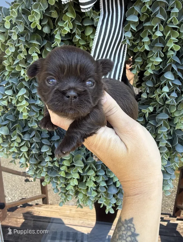 Godiva – Shih Tzu puppy for sale in Winston-Salem, NC