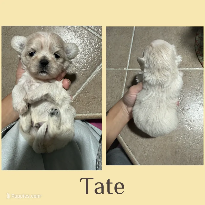 Tate  – Shih Tzu puppy for sale in Winston-Salem, NC