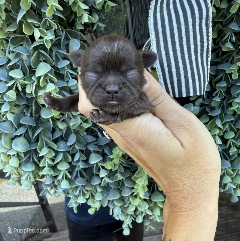 Godiva – Shih Tzu puppy for sale in Winston-Salem, NC