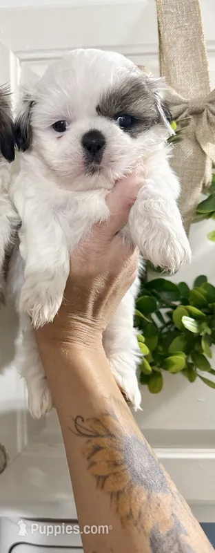 Grace one blue parti eye 1 brown girl  – Shih Tzu puppy for sale in Winston-Salem, NC