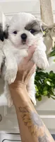 Grace one blue parti eye 1 brown girl , a female Shih Tzu for sale in Winston-Salem, NC – 1 of 7