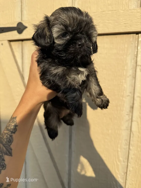 Bonbon – Shih Tzu puppy for sale in Winston-Salem, NC