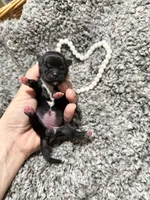 Vera , a female Shih Tzu for sale in Winston-Salem, NC – Photo 1 of 3