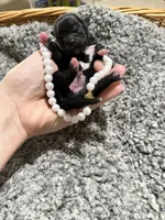 Vera , a female Shih Tzu for sale in Winston-Salem, NC – Photo 2 of 3