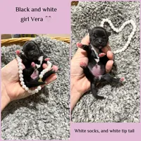 Vera , a female Shih Tzu for sale in Winston-Salem, NC – Photo 3 of 3