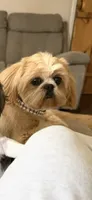 Tate , a male Shih Tzu for sale in Winston-Salem, NC – 3 of 3