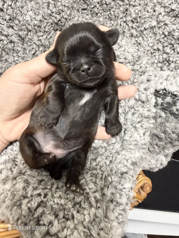 Silver Blue girl Tulu  – Shih Tzu puppy for sale in Winston-Salem, NC