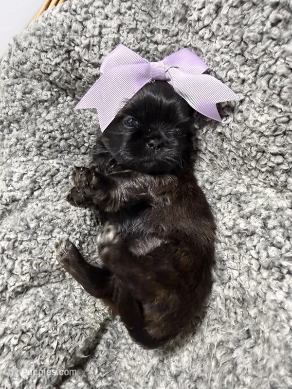 Silver Blue girl Tulu  – Shih Tzu puppy for sale in Winston-Salem, NC