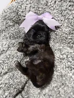 Tulu , a female Shih Tzu for sale in Winston-Salem, NC – 4 of 5