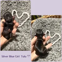 Silver Blue girl Tulu , a female Shih Tzu for sale in Winston-Salem, NC – Photo 3 of 3