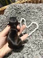 Silver Blue girl Tulu , a female Shih Tzu for sale in Winston-Salem, NC – Photo 2 of 3